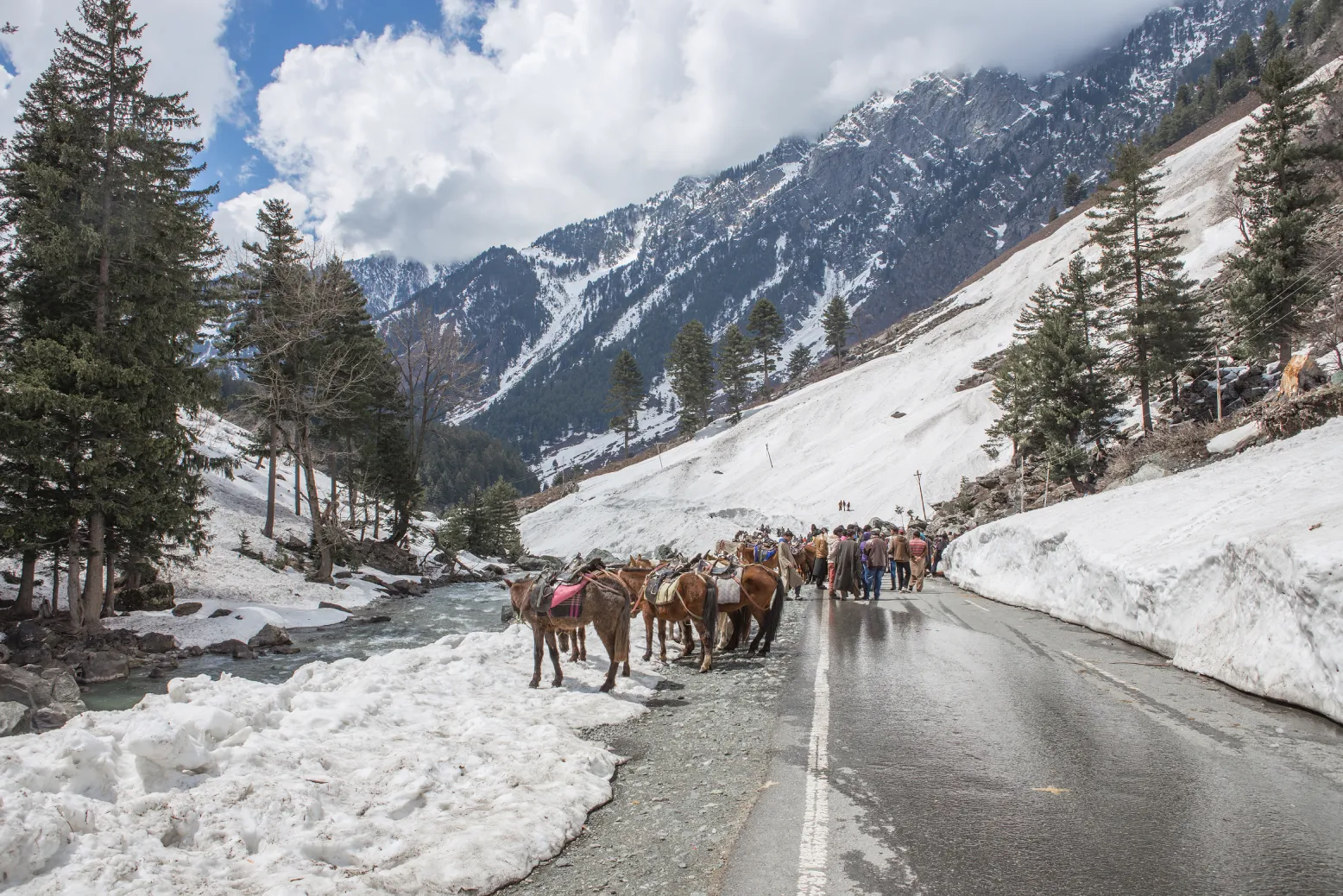 horses snow mountain kashmir india