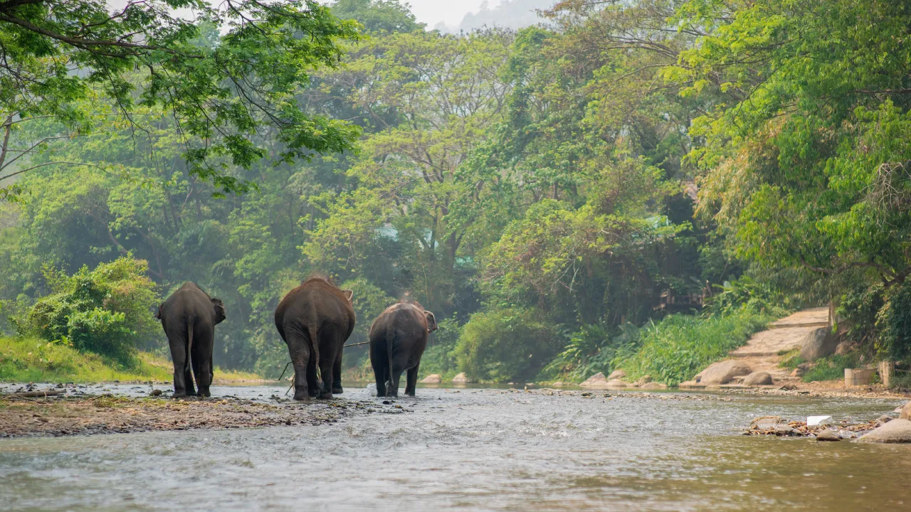 elephants walking river natural landscape